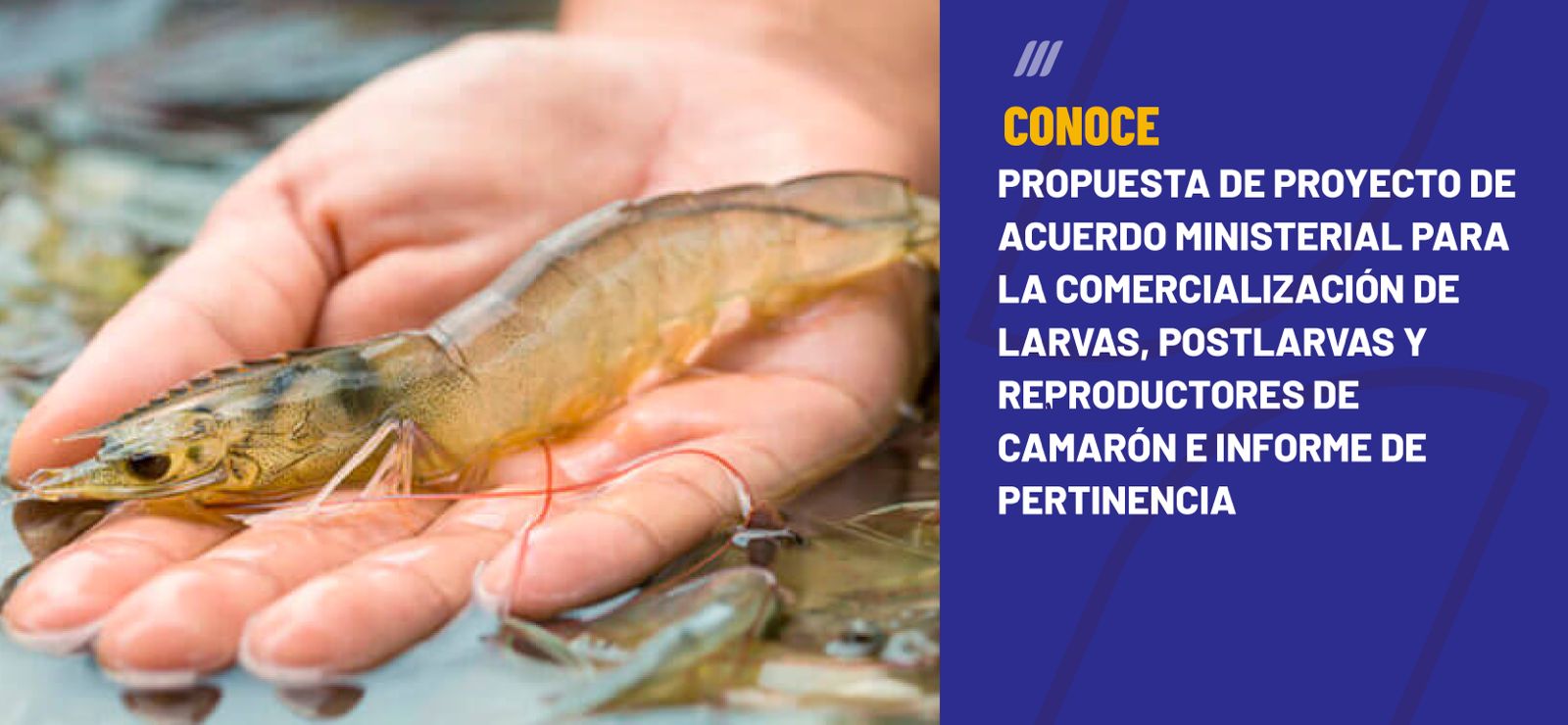 Propuesta de proyecto de Acuerdo Ministerial para la comercialización de larvas, postlarvas y reproductores de camarón e informe de pertinencia
